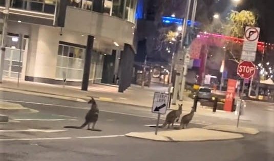 Hopping mad! TikTok video shows kangaroos taking over Canberra's city centre