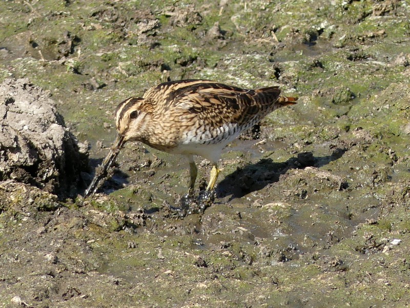 bird on mudflat