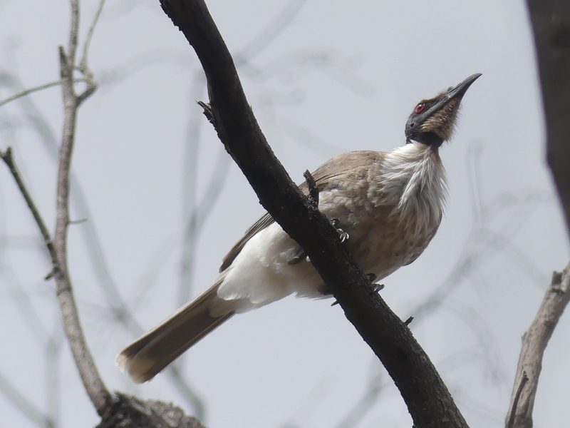 Friarbirds