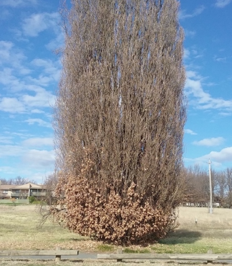 English Oak