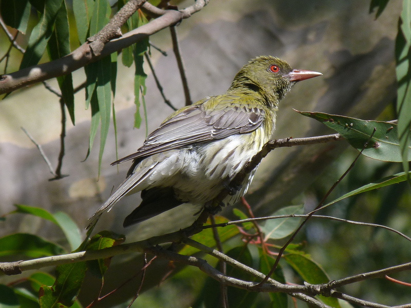 Olive-backed Orioles