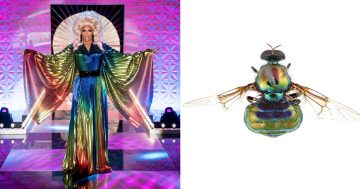 CSIRO names a fly in drag queen RuPaul's honour and beetles after hard-to-find Pokémon