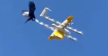 It's a case of birds versus drones in Gungahlin's skies