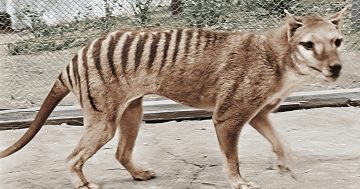 Watch: historic Tasmanian tiger footage is now in colour