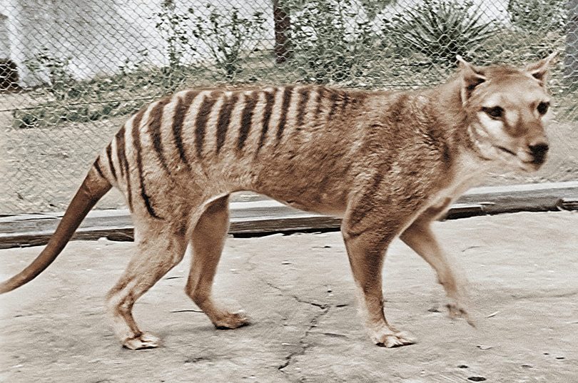 Tasmanian tiger