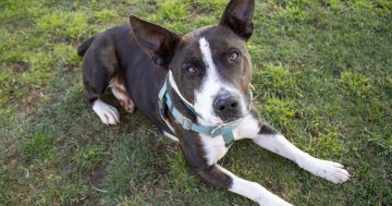 RSPCA’s Pets of the Week – Broc and Zac