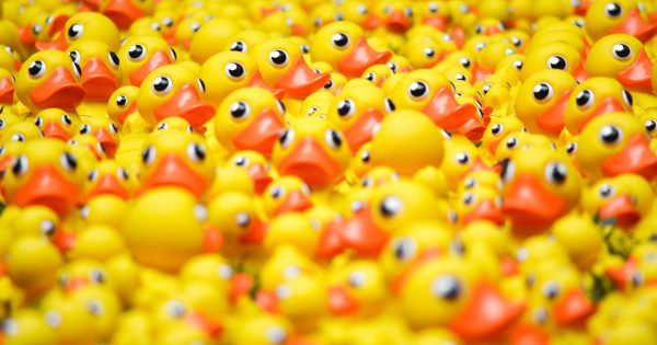 Plans underway for a quacking rubber duck race on Queanbeyan River next year