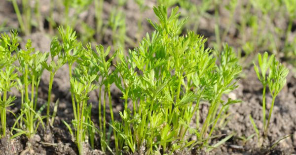 Notes from the Kitchen Garden: what to plant now for a burgeoning summer crop