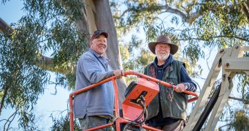 Superb new homes for rare and extremely fussy parrots