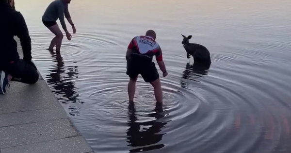 Watch this morning's rescue of a kangaroo from Lake Burley Griffin
