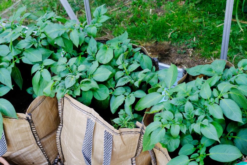 Potato Plants