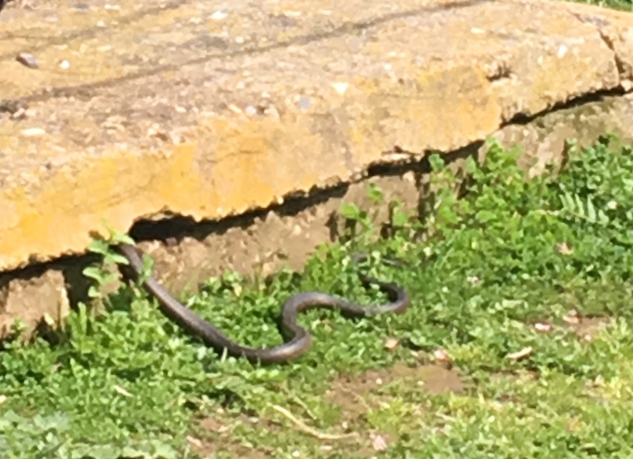 Brown snake at Sally's property