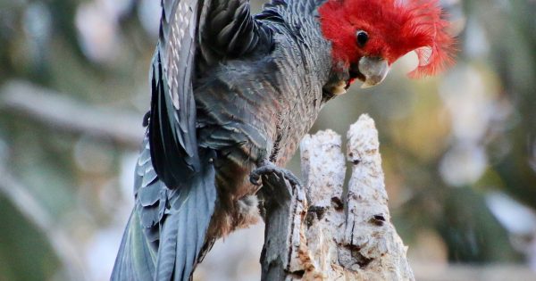 Call to help save gang gang cockatoos as population declines by 69 per cent