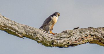 National Bird Week calling Canberrans to backyards to count their feathered friends