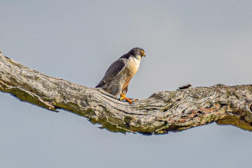 Peregrine falcon on branch