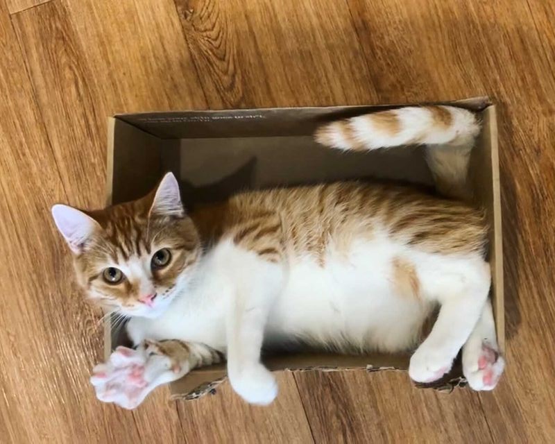 Cat in cardboard box