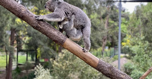 Zoo welcomes koala joey on its first day open since lockdown, but she needs a name