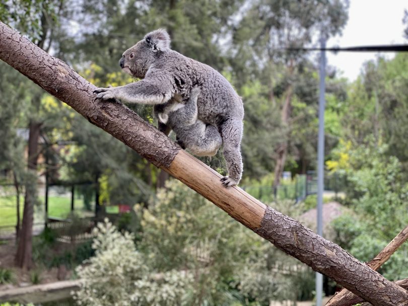 Koalas