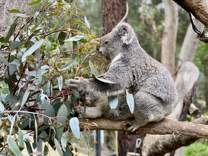 koala