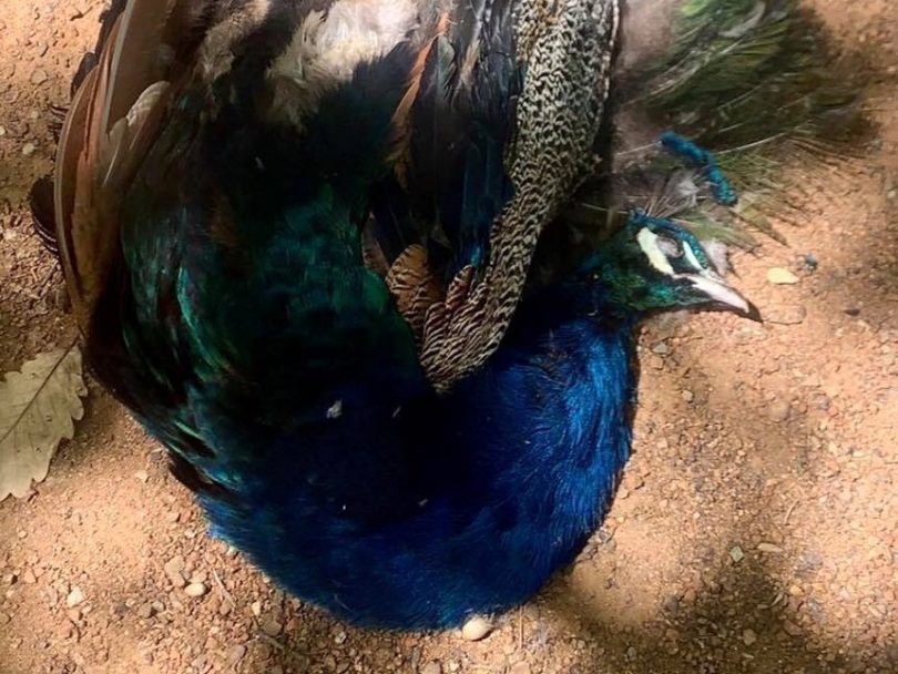 Peacock