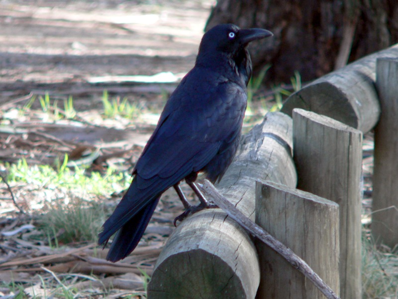 Raven sitting on fence