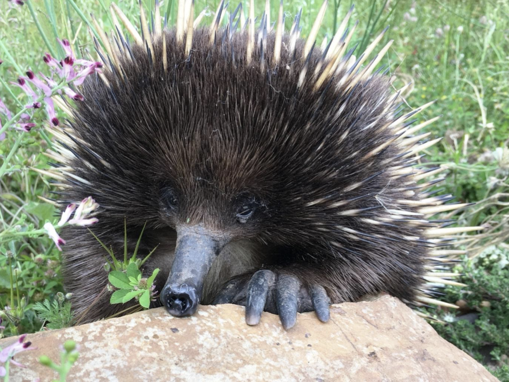 As ‘echidna train’ season comes to an end, keep your eyes peeled for ...