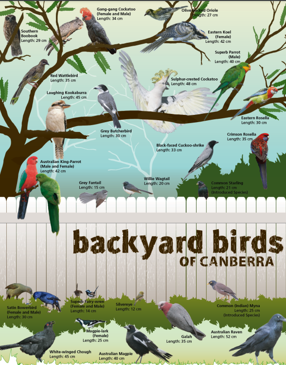 Infographic of the backyard birds of Canberra