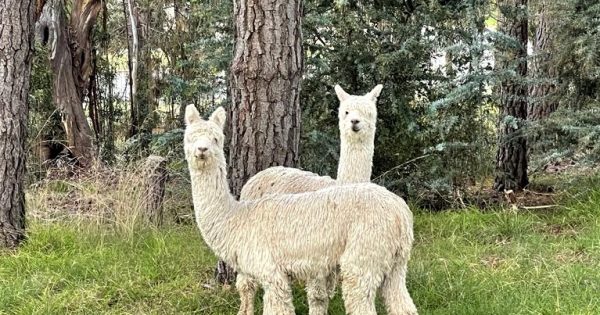 Alpacas adopted after foxes kill pet ducks at Belgian Embassy in Canberra