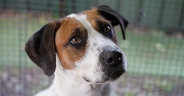 RSPCA ACT launches Spring Appeal to upgrade emergency kennel facility