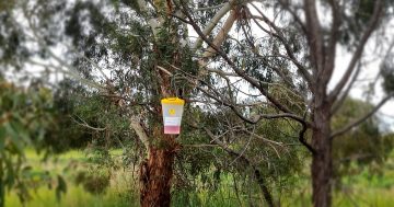 New traps to help keep European wasp numbers down this summer