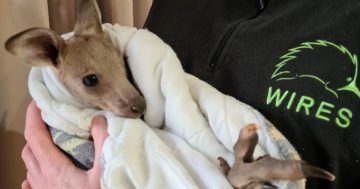 Teens charged with cruel act of beating kangaroos to death near Batemans Bay