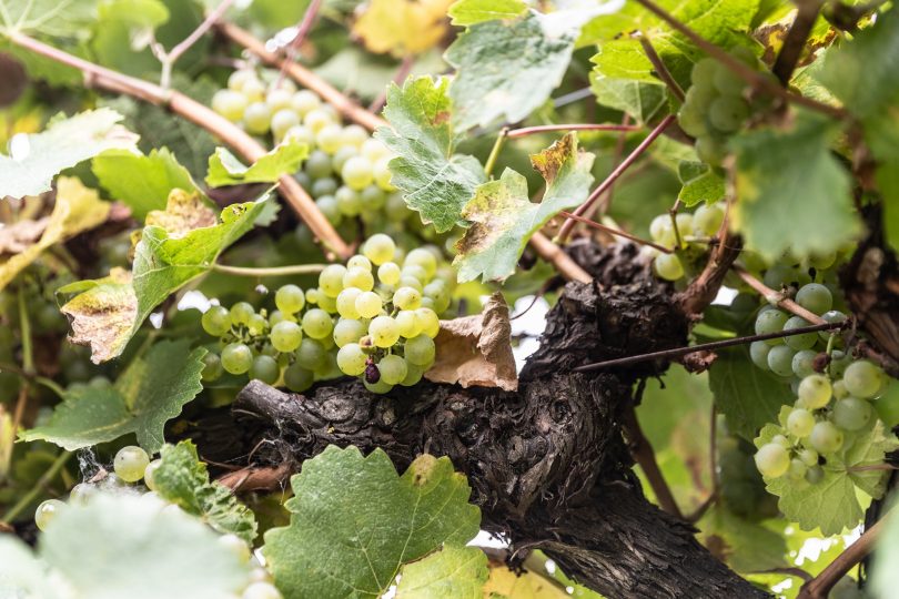 A bunch of green grapes on a lush grapevine