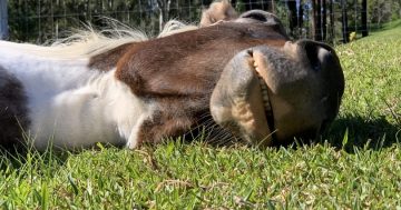 The green, green grass of home ... mown