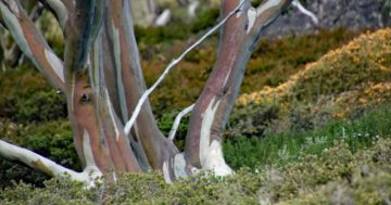 Citizen science to help save iconic snow gum from being eaten alive