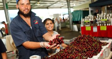 A very cherry weekend planned as interstate farmers return to Canberra market