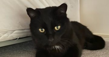 In un-purr-lievably good news, both cats missing after RSPCA April break-in reunited with owners