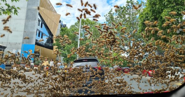 Mystery bee whisperer arrives to save car from thousands of swarming bees