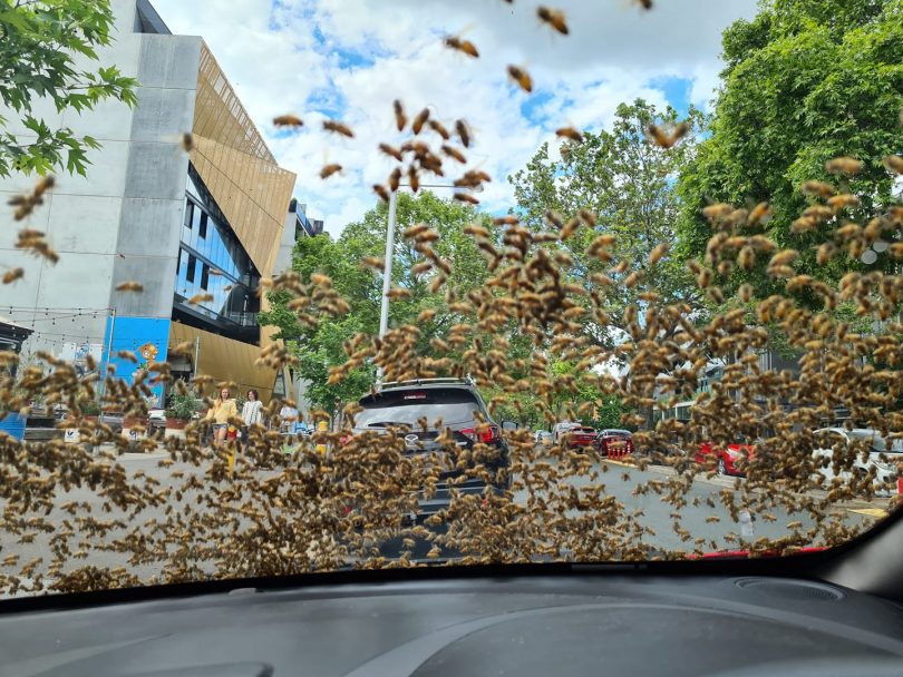 bees on windscreen