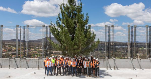 Why does that building have a tree on top of it?