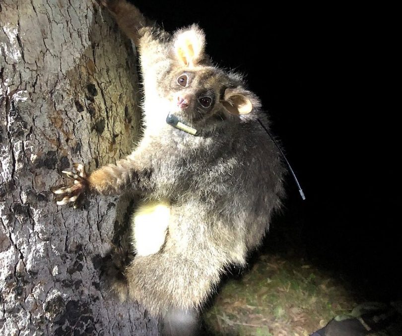 Greater glider