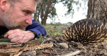 Wondering why there's a spike in interest in echidnas? Let's get straight to the point