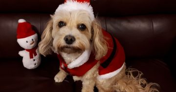 Honey the cavoodle brings a dash of Christmas cheer to Woden Community Service