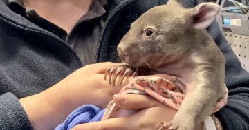 New online portal to help get ACT's wombats out of a (mangy) hole