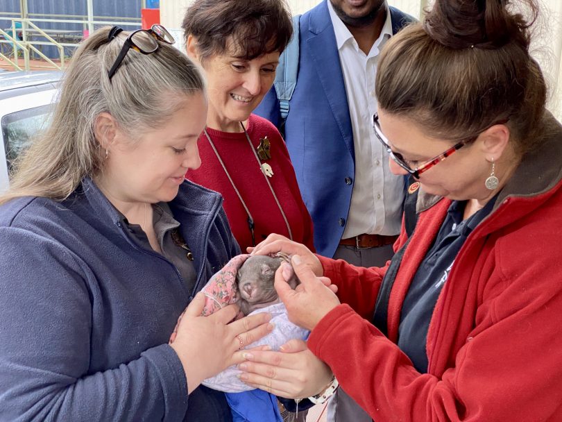 Lindy Butcher, Yolandi Vermaak and carer holding wombat joey