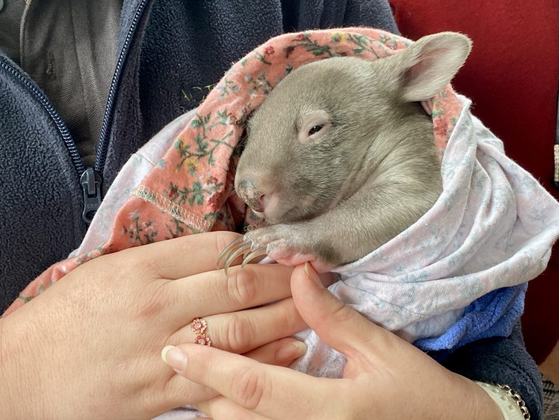 Person holding wombat joey at ACT Wildlife