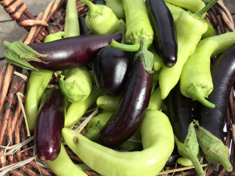 Eggplants in basket