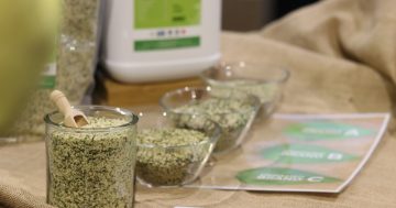 Canberra: could it be Australia's hemp capital?