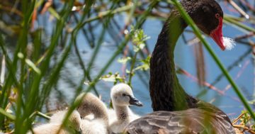 Nothing evil about our beautiful black swans