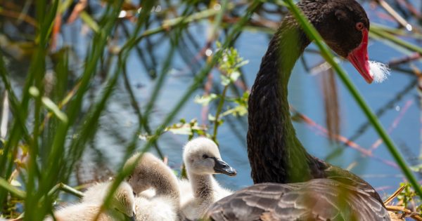 Weir there's a will, Kingston residents find a way to help stranded cygnets