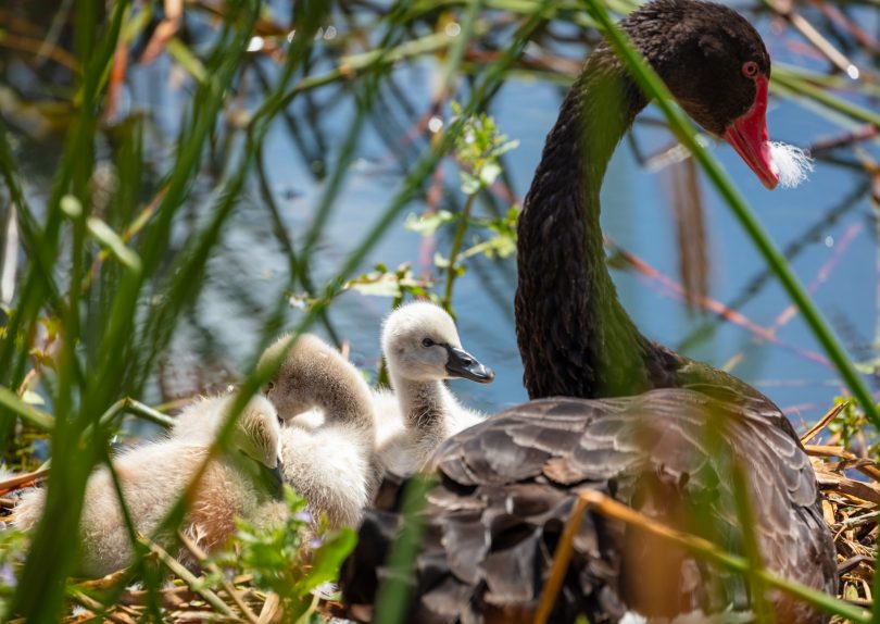 Swan and cygnets at Norgrove Park in Kingston